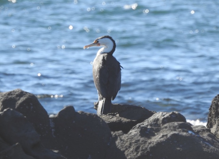 Cormorant posing on a sea-side rock